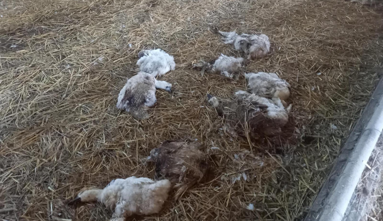 Jihočeští kriminalisté obvinili muže z týrání kachen. Stovky zvířat nechal žít ve vlastním trusu bez jídla a vody