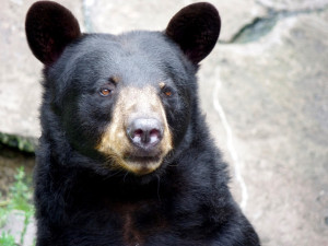 Táborskou zoo zasáhla smutná událost, oblíbený medvěd baribal Geňa zemřel. Bylo mu už 28 let