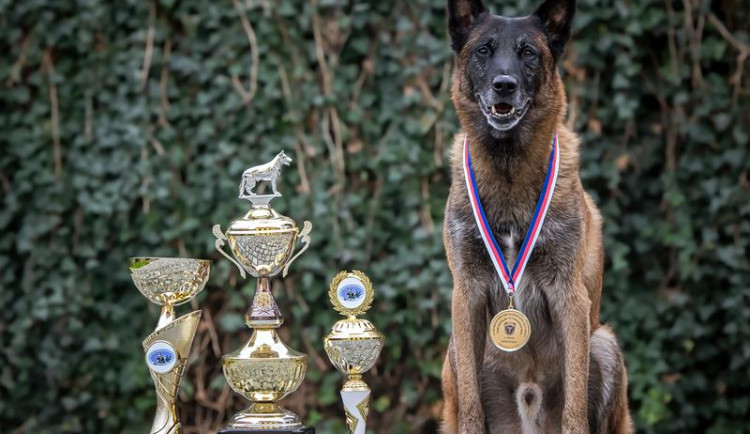 V deseti letech jde policejní šampion do důchodu. Button je prostě borec, říká jeho páníček