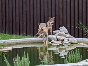 Záchranné centrum pro šelmy v táborské zoo pomohlo prvním zvířatům, útočiště v něm našla pětice vlků