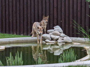 Záchranné centrum v táborské zoo pomohlo prvním zvířatům, útočiště v něm našla pětice vlků