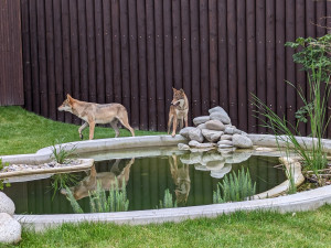 Záchranné centrum pro šelmy v táborské zoo pomohlo prvním zvířatům, útočiště v něm našla pětice vlků
