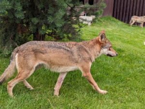 Záchranné centrum pro šelmy v táborské zoo pomohlo prvním zvířatům, útočiště v něm našla pětice vlků