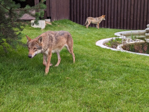 Záchranné centrum pro šelmy v táborské zoo pomohlo prvním zvířatům, útočiště v něm našla pětice vlků