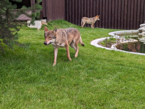 Záchranné centrum pro šelmy v táborské zoo pomohlo prvním zvířatům, útočiště v něm našla pětice vlků