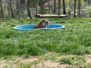 FOTO: Bazén, studená sprcha i ledové dorty. Zvířata v zoo si užívají letní ochlazení