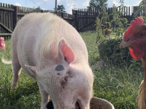 FOTO: Bazén, studená sprcha i ledové dorty. Zvířata v zoo si užívají letní ochlazení