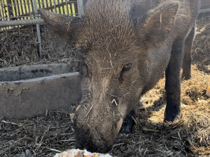 FOTO: Bazén, studená sprcha i ledové dorty. Zvířata v zoo si užívají letní ochlazení