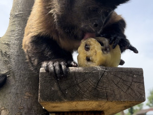FOTO: Bazén, studená sprcha i ledové dorty. Zvířata v zoo si užívají letní ochlazení