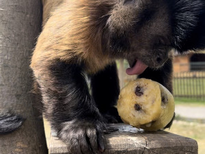 FOTO: Bazén, studená sprcha i ledové dorty. Zvířata v zoo si užívají letní ochlazení
