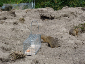 Zoo Hluboká pomáhá s návratem syslů do krajiny, na Strakonicku a v Českém středohoří vypustila dalších 95 jedinců