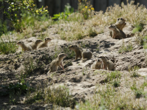 Zoo Hluboká pomáhá s návratem syslů do krajiny, na Strakonicku a v Českém středohoří vypustila dalších 95 jedinců