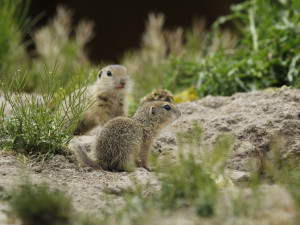 Zoo Hluboká pomáhá s návratem syslů do krajiny, na Strakonicku a v Českém středohoří vypustila dalších 95 jedinců