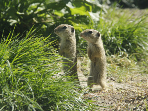 Zoo Hluboká pomáhá s návratem syslů do krajiny, na Strakonicku a v Českém středohoří vypustila dalších 95 jedinců