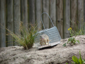 Zoo Hluboká pomáhá s návratem syslů do krajiny, na Strakonicku a v Českém středohoří vypustila dalších 95 jedinců