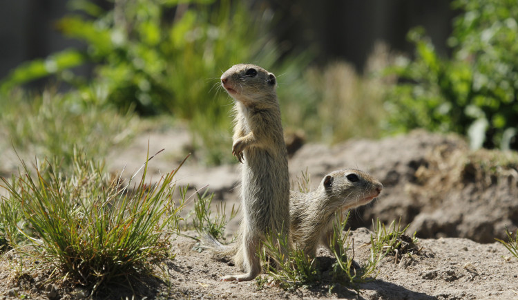 Zoo Hluboká pomáhá s návratem syslů do krajiny, na Strakonicku a v Českém středohoří vypustila dalších 95 jedinců