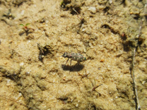 Vědci objevili v lokalitě bývalé pískovny Cep II u Třeboně svižníka písčinného