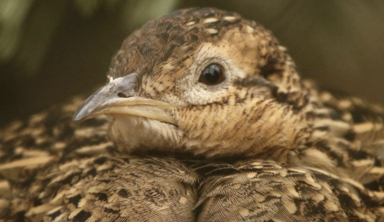 Brněnská zoo odchovala tinamy koroptví. Dosud poslední se v Česku vylíhly před 38 lety