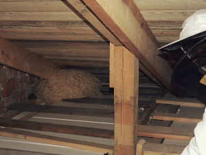 Jihočechy trápí nebezpečný hmyz. Hasiči likvidují vosí hnízda i jedenáctkrát za den