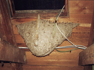 Jihočechy trápí nebezpečný hmyz. Hasiči likvidují vosí hnízda i jedenáctkrát za den