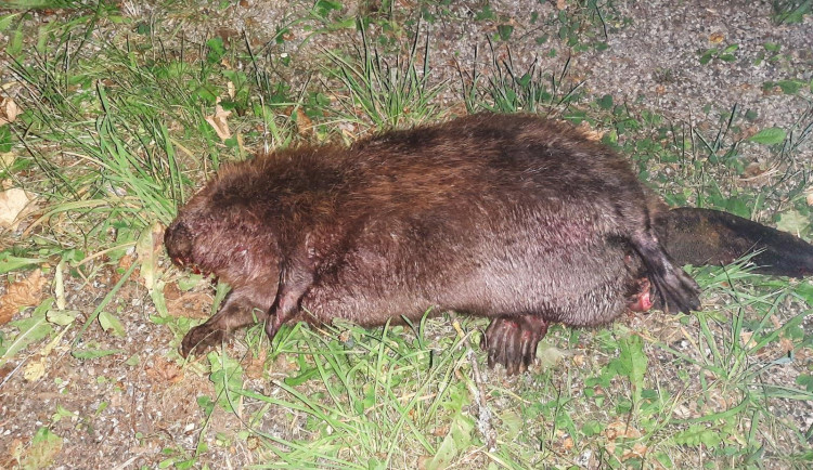 U Horní Vltavice srazilo auto přísně chráněného bobra evropského, zvíře střet nepřežilo