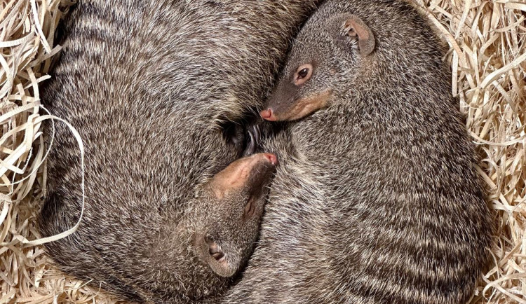 FOTO: Ostravský pavilon Tanganika opět přístupný. I se stydlivými mangustami