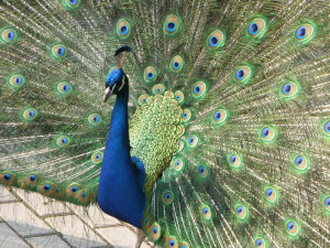 V táborské zoo přibyla trojice pávů korunkatých, jedna ze samic sedí na vejcích