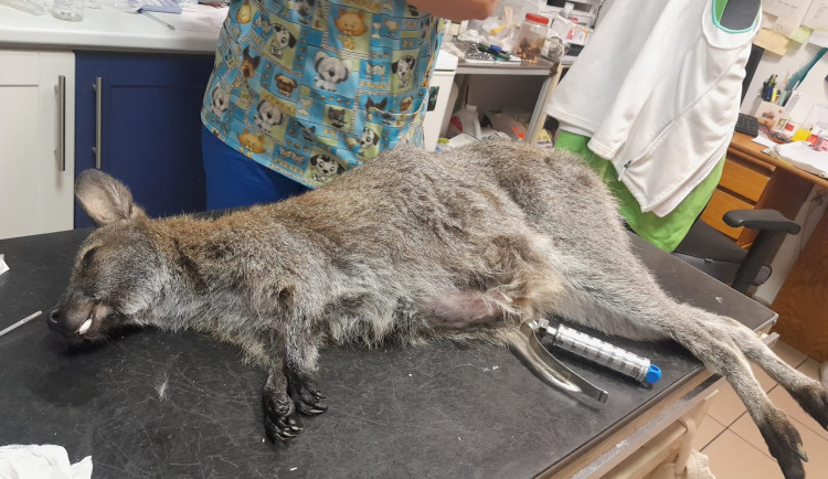 V putimské zoo návštěvníci otrávili samici klokana. Krmili ji i navzdory přísnému zákazu.