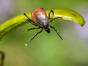 Případů nemocí přenášených klíšťaty přibývá. Výskyt bude letos podle hygieniků velmi vysoký