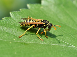 Včelaře letos trápí kromě melecitózy i přemnožené vosy