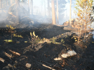 U požáru lesa na Šumavě zasahovalo několik jednotek hasičů
