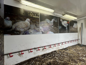 Obránci zvířat upozorňovali na problematický chov kuřat. S „krutokárou“ zastavili i v Budějcích