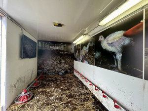 Obránci zvířat upozorňovali na problematický chov kuřat. S „krutokárou“ zastavili i v Budějcích