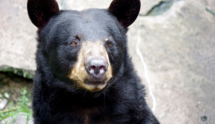 Do táborské zoo se po tragické ztrátě opět vrátí medvěd baribal. Dva medvědí samci se návštěvníkům představí už v září