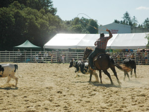 Americké rodeo v Boršově nad Vltavou láká na soutěž o mistra ČR, slavnostní atmosféru a spoustu zábavy na louce u Vltavy