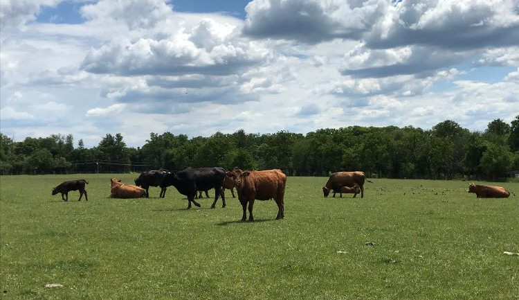 MAS Brána Písecka pomáhá s rozvojem venkova a podporuje ekologické projekty