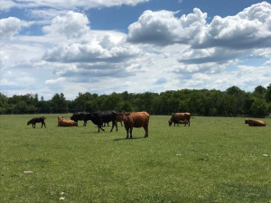 MAS Brána Písecka pomáhá s rozvojem venkova a podporuje ekologické projekty
