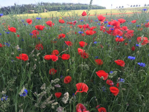 MAS Brána Písecka pomáhá s rozvojem venkova a podporuje ekologické projekty
