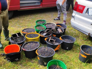 Gangy sběračů borůvek drancují lesy v NP Šumava. Strážci jim rozdali pokuty za více než čtvrt milionu korun