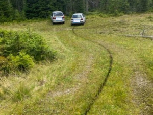 Gangy sběračů borůvek drancují lesy v NP Šumava. Strážci jim rozdali pokuty za více než čtvrt milionu korun