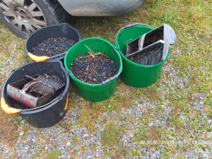 Gangy sběračů borůvek drancují lesy v NP Šumava. Strážci jim rozdali pokuty za více než čtvrt milionu korun