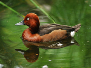 Zoo Hluboká obnovuje populaci poláků malých, do přírody vypustila už 39 jedinců