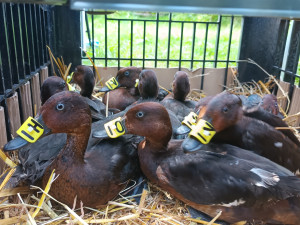 Zoo Hluboká obnovuje populaci poláků malých, do přírody vypustila už 39 jedinců