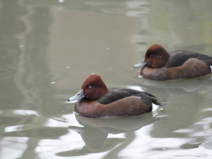 Zoo Hluboká obnovuje populaci poláků malých, do přírody vypustila už 39 jedinců