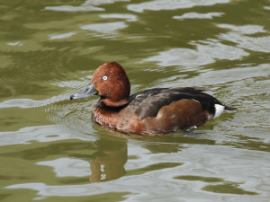 Zoo Hluboká obnovuje populaci poláků malých, do přírody vypustila už 39 jedinců
