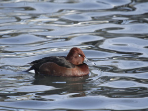 Zoo Hluboká obnovuje populaci poláků malých, do přírody vypustila už 39 jedinců
