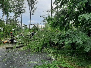 Intenzivní déšť a silný vítr mohou způsobit pády stromů, varuje město