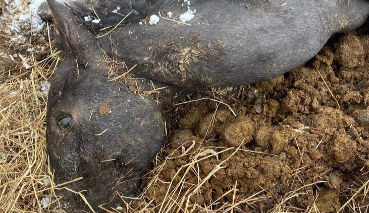 V případu týraných koní ze Šumperska padlo první obvinění. Policie zde našla dvacítku zubožených zvířat