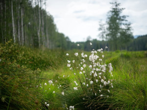 Ochránci vrátili vodu do rašeliniště v přírodní rezervaci Pod Borkovou