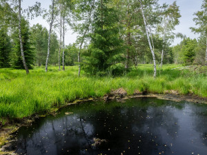 Ochránci vrátili vodu do rašeliniště v přírodní rezervaci Pod Borkovou